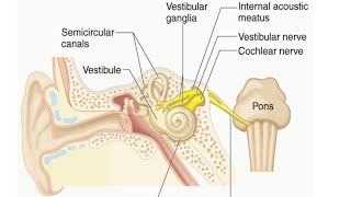 Vestibulocochlear Nerve by Dr Gireesh Kumar KP [upl. by Dulla]