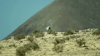 Houbara Bustard displaying Lanzarote [upl. by Frasch]