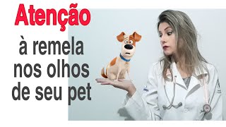 O que causa remela nos olhos do cachorro Porque forma remela no olho Devo me preocupar [upl. by Ainsworth966]