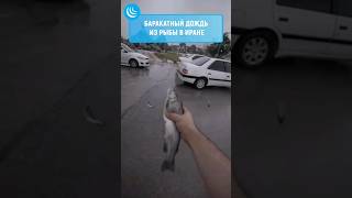 🇮🇷🐟ДОЖДЬ ИЗ РЫБ❗Its raining fish мирадио иран рыба iran fishing fish rain short [upl. by Colvert638]