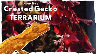 Creating a Crested Gecko Bioactive Terrarium [upl. by Darnall]