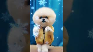 🐕dance shorts🌠 YouTube WhatsApp status cute dog dance Christmas song jigal bal🎄🎶 [upl. by Eben457]