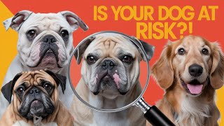 Dog Breeds Most Affected by Diseases See If Your Pet Is on the List [upl. by Oab]