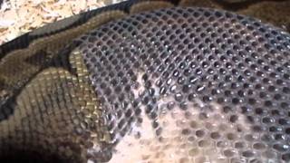 Snakes Shedding  Spider Ball Python [upl. by Georas176]