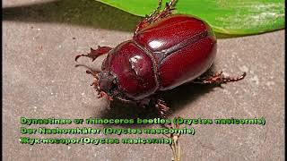 Dynastinae or rhinoceros beetles Oryctes nasicornis [upl. by Airamat]