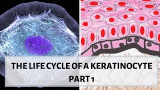 LIFE CYCLE OF A KERATINOCYTE PART 1 II Desmosomes hemidesmosomes cytokeratins [upl. by Bendicty]