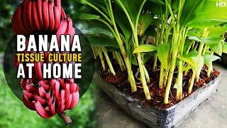 Banana Tissue Culture At Home  How to do Banana Plant Tissue Culture at Home [upl. by Alegnave]