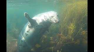 Seals amp Dolphins at Lundy Island [upl. by Asiuol]