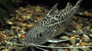 Species Profile  11 The Pictus Catfish Pimelodus pictus [upl. by Ainslee357]