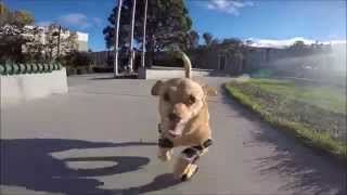 Disabled Dog Daisy Learned How To Run In Prosthetic Legs [upl. by Yenffad]