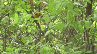 Prothonotary Warbler [upl. by Spatz390]