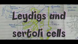 Difference Between Leydigs cells and Sertoli cells [upl. by Gilbertson]