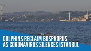 Dolphins reclaim Bosphorus as coronavirus silences Istanbul [upl. by Atnauqal908]