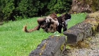 Stray Cat With Fur So Matted It Looks Like 10 Kittens [upl. by Eerihs]