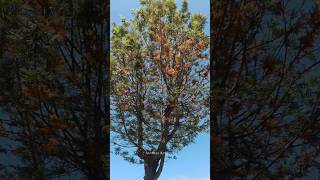 Southern Silky Oak [upl. by Anirtruc643]