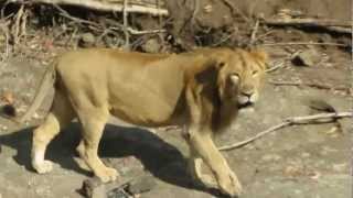 A Close Encounter with Male Asiatic Lion [upl. by Uehttam]