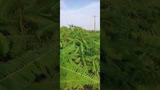 How look Sesbania Bispinosa Plants at Evening Time sesbania leafclick [upl. by Saffian525]