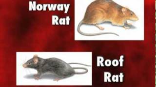 Diseases Carried by Rats and Mice  Orkin Pest Control [upl. by Nolos]