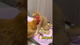 Click to watch the full version The kitten helps the hen take care of the chickshen is confused [upl. by Nicolis]