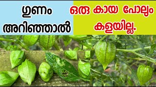 Cape gooseberry nottanodiyan ഞൊട്ടാഞൊടിയൻ [upl. by Mcnutt]