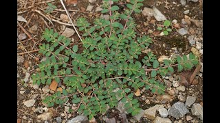 SPIRITUAL AND PHYSICAL BENEFITS OF HYSSOP ADWIRA EUPHORBIA PROSTRATA [upl. by Norean192]