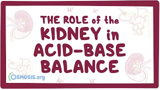 The role of the kidney in acidbase balance  renal physiology [upl. by Sonafets]