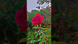 New rose 🌹 natural vlog New Rose plant ☘️ vlog naturals rose nature [upl. by Johen816]