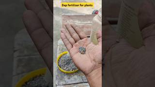 Use dap fertilizer in your plants for growth shortsfeed gardening gardentips gardeningvideos [upl. by Cargian]