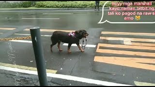 K9 dog hold her own leash while walking following her owner soo cute😍😍😍😸 [upl. by Lytton]