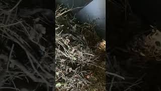 HUGE PACKRAT NEST IN BLIND blind l rats [upl. by Tailor]