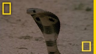 Cobra vs Mongoose  National Geographic [upl. by Jocko]