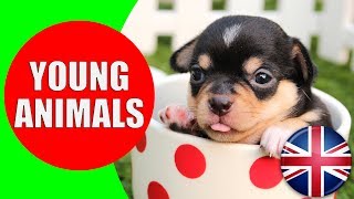 Animals and Their Young Ones  Kids Vocabulary Young Animals  Easy English for Children [upl. by Ydniw]