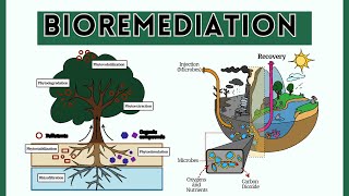 Environmental Microbiology Bioremediation Objective Principle Types Methods and Applications [upl. by Rolando13]