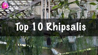 Top 10 Rhipsalis [upl. by Skoorb]