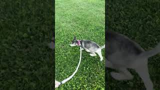 Rocket leash training [upl. by Cecilio]