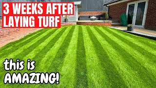 Newly Turfed Lawn  3 Week Update  Its INCREDIBLE [upl. by Otilegna]