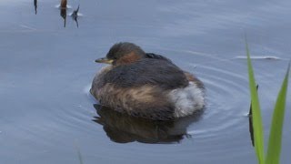 Dabchick at Welsh Wildlife Centre [upl. by Dragde]