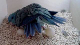 Lineolated Parakeet hen seen laying an egg [upl. by Ylram389]