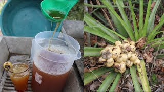 pulque de huapilla🥃el puro sabor de mi HUASTECA [upl. by Fernand]