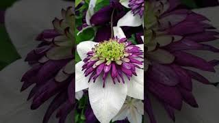 Clematis viennetta [upl. by Matazzoni]