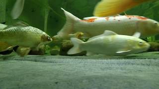 Underwater in a 25000 gal carp exhibit while catching koi for an adopter [upl. by Anamuj389]