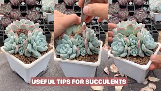 SUCULENT LOVERS Rejoice 10 Essential Tips for Happy Plants [upl. by Eiramyllek]