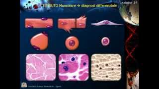 Istologia  Lezione 14 Muscolare pt 2 e Nervoso pt 1 [upl. by Anyzratak987]