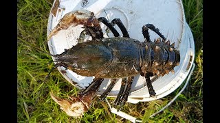 How to catch crayfish with meat and string [upl. by Myra699]