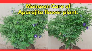 Aparajita Plant Care During the Rainy Season [upl. by Sabsay405]