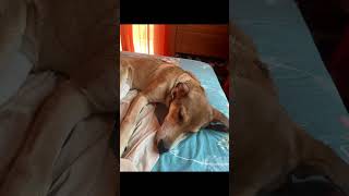 Rescuing puppies doglover pets puppy [upl. by Imelida]