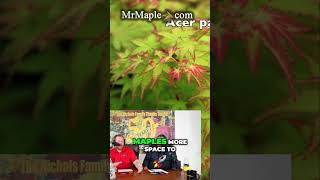 Creative Ways to Grow Japanese Maples in Containers [upl. by Partridge]