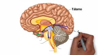 🔵 Partes del CEREBRO HUMANO 🧠 y sus Funciones ✔️ [upl. by Etnaled]