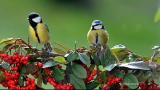 Chant de la Mésange bleue et Mésange charbonnière au Printemps  2017 [upl. by Odnalro978]