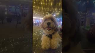 Levelup Drivein shihtzu ytshorts shorts youtubeshorts levelup drivein [upl. by Llenahc142]